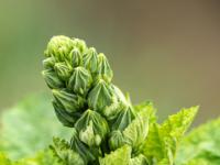 Knospentriebe an einer jungen Gewöhnlichen Stockrose